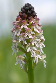 Attēlu rezultāti vaicājumam “Orchis ustulata flower”