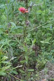 Image result for Gaillardia pulchella