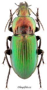 Attēlu rezultāti vaicājumam “Poecilus cupreus”