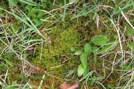 Attēlu rezultāti vaicājumam “Campylium stellatum”