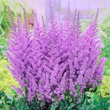 Image result for Astilbe