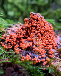 Attēlu rezultāti vaicājumam “Lycogala sp.”