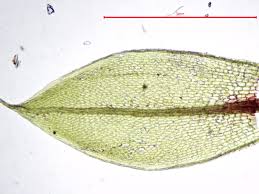 Attēlu rezultāti vaicājumam “Bryum pallescens”