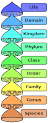 Family (biology) - Wikipedia, the free encyclopedia