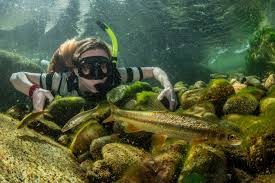 Image result for Ptychocheilus grandis