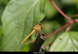 Attēlu rezultāti vaicājumam “Sympetrum vulgatum female”