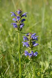 Attēlu rezultāti vaicājumam “Dracocephalum ruyschiana fruit”