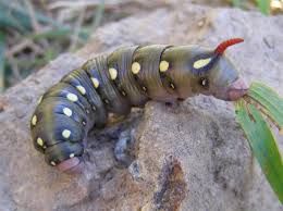 Attēlu rezultāti vaicājumam “Hyles gallii larva”