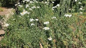Image result for Romneya coulteri