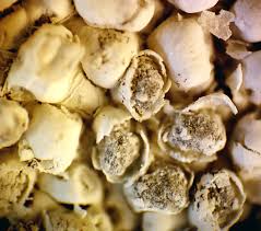 Attēlu rezultāti vaicājumam “Diderma cingulatum”