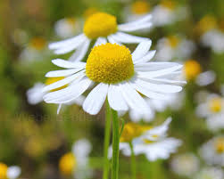 Attēlu rezultāti vaicājumam “Matricaria chamomilla flower”