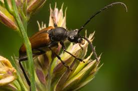 Attēlu rezultāti vaicājumam “Anastrangalia sanguinolenta”