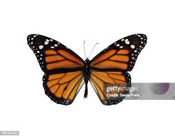 Image result for Papilionoidea