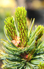 Attēlu rezultāti vaicājumam “Pinus pumila”