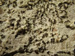 Attēlu rezultāti vaicājumam “Arthonia leucopellaea”