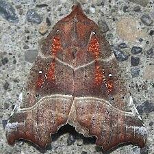 Attēlu rezultāti vaicājumam “Scoliopteryx libatrix”