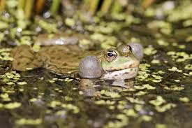 Attēlu rezultāti vaicājumam “Pelophylax adult”