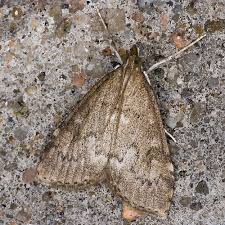 Attēlu rezultāti vaicājumam “Udea prunalis”