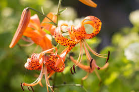 Attēlu rezultāti vaicājumam “Lilium lancifolium”