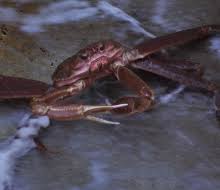 Image result for Chionoecetes opilio