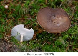 Attēlu rezultāti vaicājumam “Polyporus brumalis”