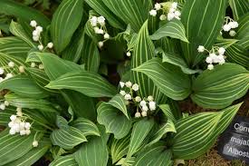 Attēlu rezultāti vaicājumam “Convallaria majalis leaf”