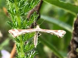 Attēlu rezultāti vaicājumam “Platyptilia tesseradactyla”