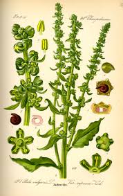 Image result for Beta vulgaris