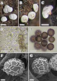 Attēlu rezultāti vaicājumam “Didymium sp.”