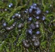 Attēlu rezultāti vaicājumam “Lycogala ustulatum sessile”