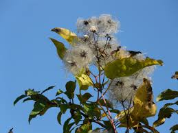 Attēlu rezultāti vaicājumam “Clematis fruit”