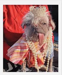 Image result for ugliest dog