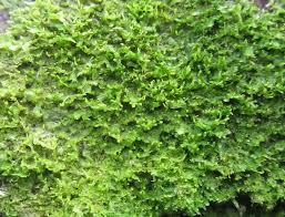 Attēlu rezultāti vaicājumam “Metzgeria violacea”