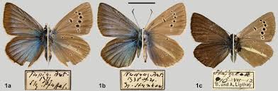 Attēlu rezultāti vaicājumam “Agrodiaetus amandus female”