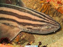 Image result for Poroderma africanum