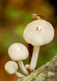 Attēlu rezultāti vaicājumam “Phleogena faginea young”