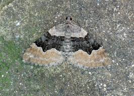 Attēlu rezultāti vaicājumam “Xanthorhoe quadrifasiata”