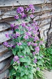 Image result for Lunaria annua