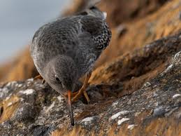 Attēlu rezultāti vaicājumam “Calidris maritima adult”
