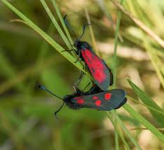 Attēlu rezultāti vaicājumam “Zygaena lonicerae larva”
