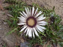 Image result for Silberdistel