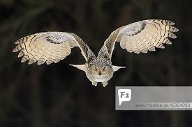 Attēlu rezultāti vaicājumam “Bubo bubo adult”