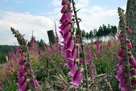 Image result for Fingerhut rot