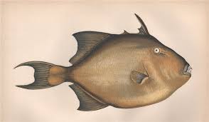 Image result for Balistes capriscus