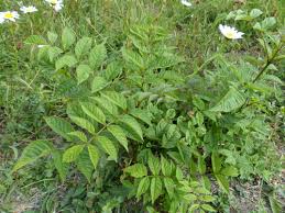 Attēlu rezultāti vaicājumam “Trichia ambigua”