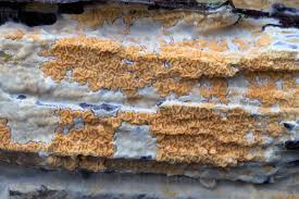 Attēlu rezultāti vaicājumam “Leucogyrophana sororia”