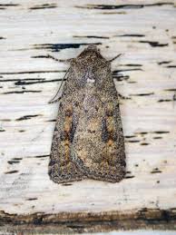 Attēlu rezultāti vaicājumam “Caradrina morpheus”