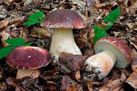 Attēlu rezultāti vaicājumam “Boletus pinophilus”