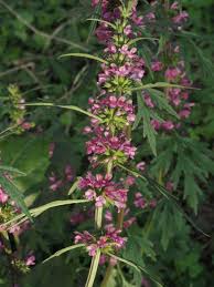 Attēlu rezultāti vaicājumam “Salix aurita flower”