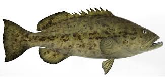 Image result for Mycteroperca microlepis